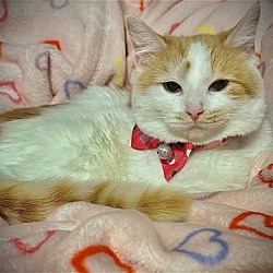 Photo of Mango (Kitty)