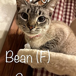 Thumbnail photo of Bean (Cat) #1