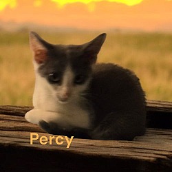 Thumbnail photo of Percy #2