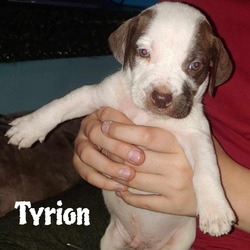 Thumbnail photo of Tyrion #3