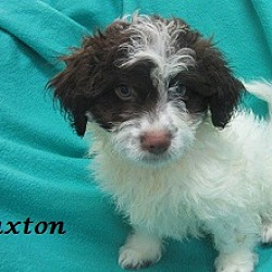 Thumbnail photo of Paxton #3