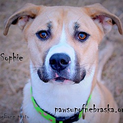 Thumbnail photo of Sophie #1