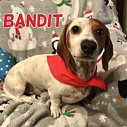 Photo of Bandit in Texarkana, TX