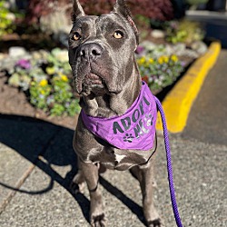 Athena  Cane Corso Rescue, Inc.