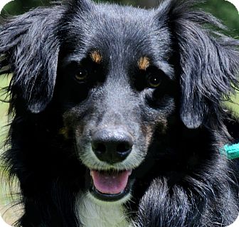 sheltie mini aussie mix