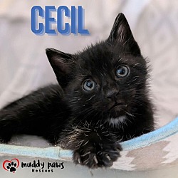 Photo of Cecil - No Longer Accepting Applications