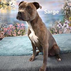 Photo of Sarge