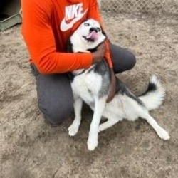 Thumbnail photo of Husky #3