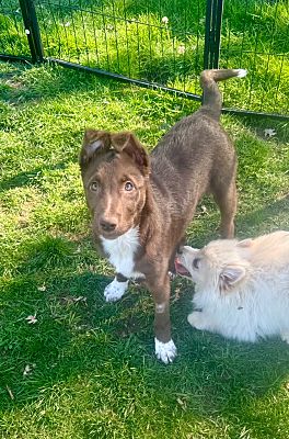 Citrus Heights, CA - Border Collie. Meet Koca a Pet for Adoption ...