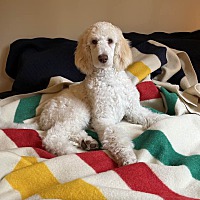 adopt-pet