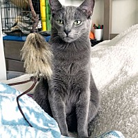 adopt a pet