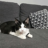 adopt a pet
