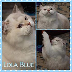 Thumbnail photo of Lola Blue #1