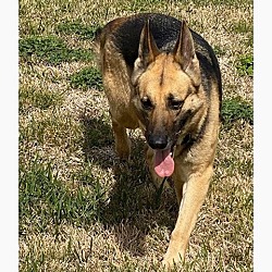 Shenandoah Shepherd Rescue in STEPHENS CITY, Virginia