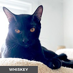 Thumbnail photo of Whiskey #2