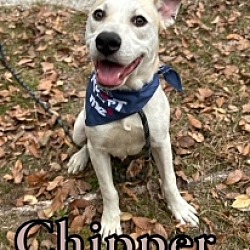 Photo of Chipper 28522
