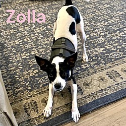 Thumbnail photo of ZOLLA #3