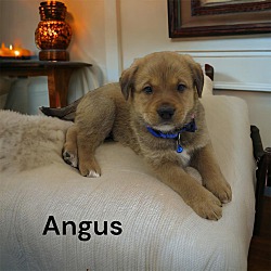 Photo of Angus