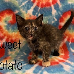 Thumbnail photo of Sweet Potato #1