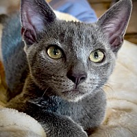 adopt a pet