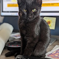 adopt a pet