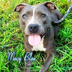 Thumbnail photo of Macy Blue - Adoption Pending #1