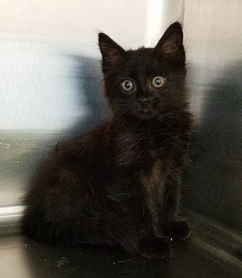 Webster Tx Domestic Mediumhair Meet Bravo A Pet For Adoption