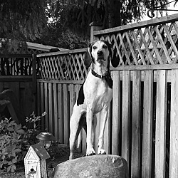 Puppies For Sale In Barrie Ontario Adoptapetcom