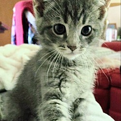Photo of Mizz Fuzz Kitten