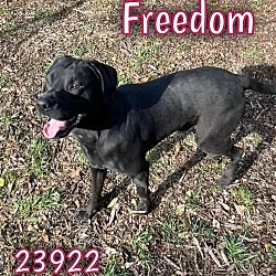 Thumbnail photo of Freedom - $55 Adoption Fee Special #2