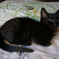 Thumbnail photo of Tillie #1