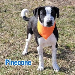 Photo of Pinecone