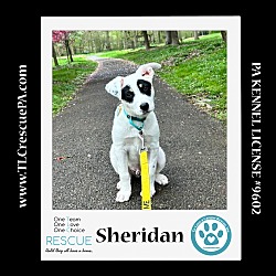 Photo of Sheridan (The Hoodles) 040624