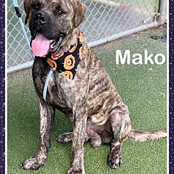 Thumbnail photo of MAKO #4