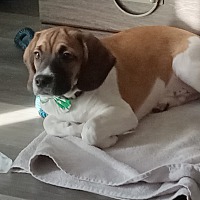 adopt a pet