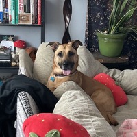 adopt a pet