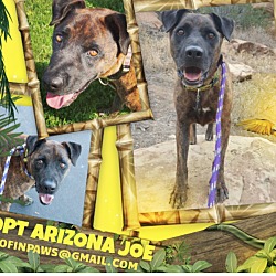 Thumbnail photo of ***Arizona Joe*** #4