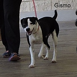 Thumbnail photo of Gismo #3