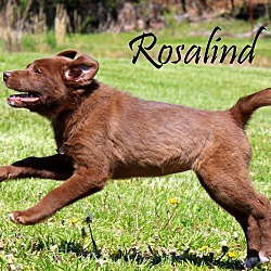 Thumbnail photo of Rosalind~adopted! #3