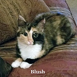 Thumbnail photo of Blush #1