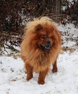 chow chow simba