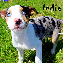 Thumbnail photo of Indie~adopted! #2