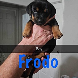 Photo of Frodo D2024 HW in MS