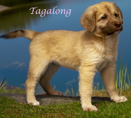 Thumbnail photo of Tagalong (D24-037) #3