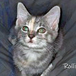 Thumbnail photo of Rollins #2