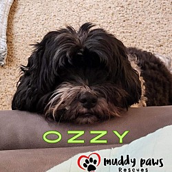 Thumbnail photo of Ozzy #1