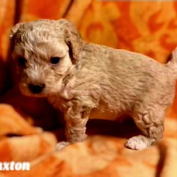 Thumbnail photo of Paxton #2