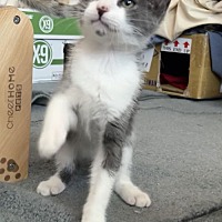 adopt a pet