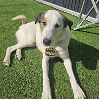 adopt-pet