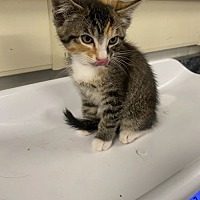 adopt a pet